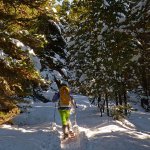 In piano nel bosco di cembri